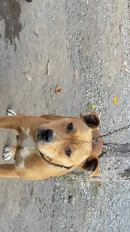 Photo of the dog