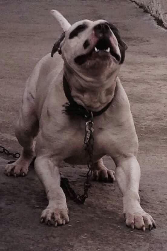 Photo of the dog
