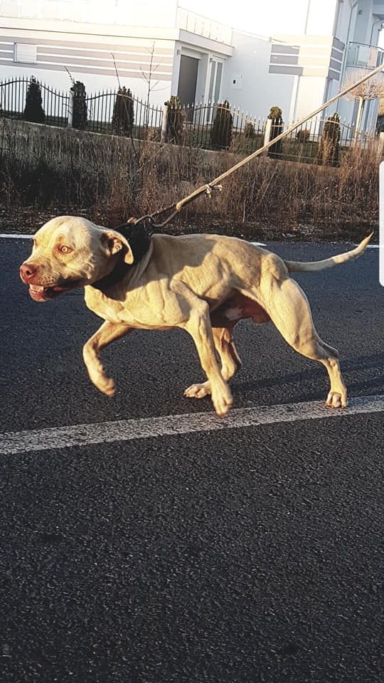 Photo of the dog