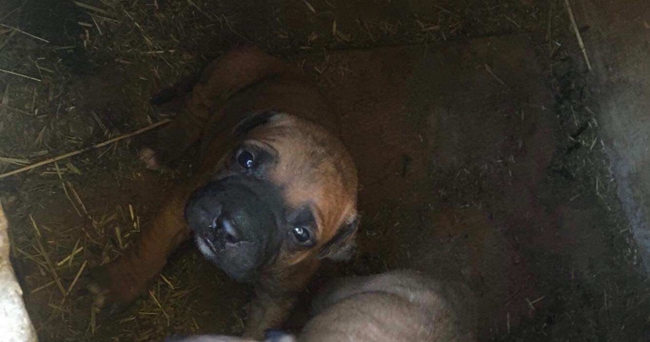 Photo of the dog