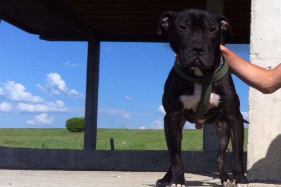Photo of: YLLI'S SPITI