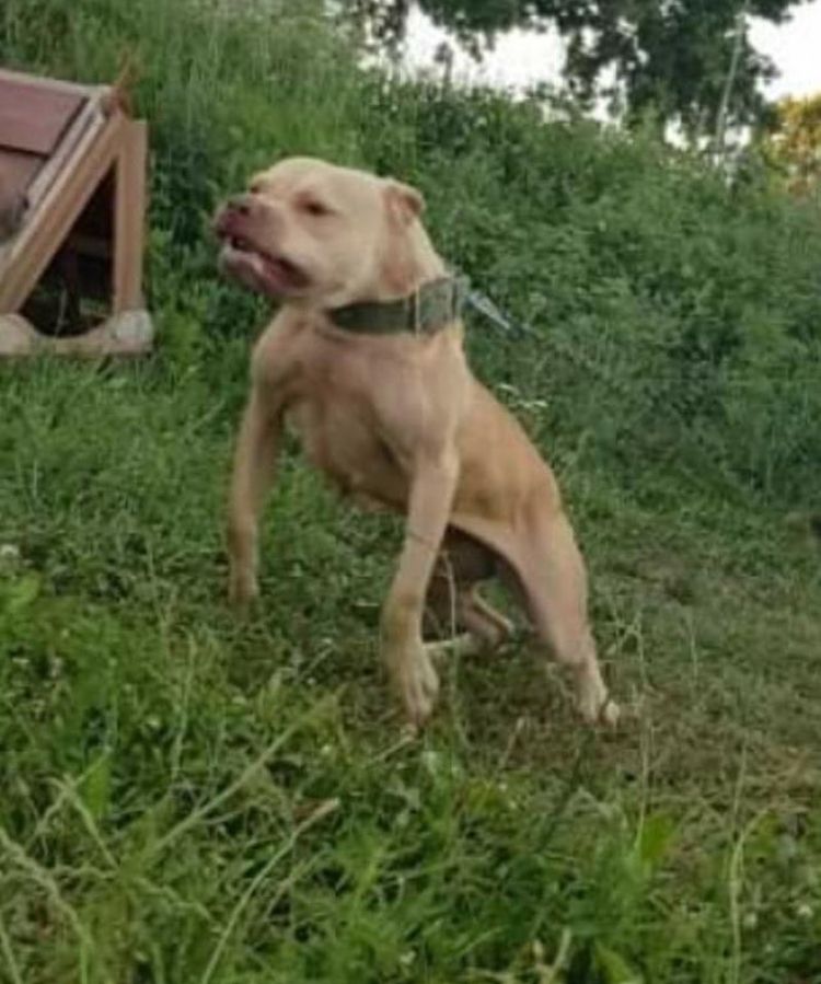 Photo of the dog