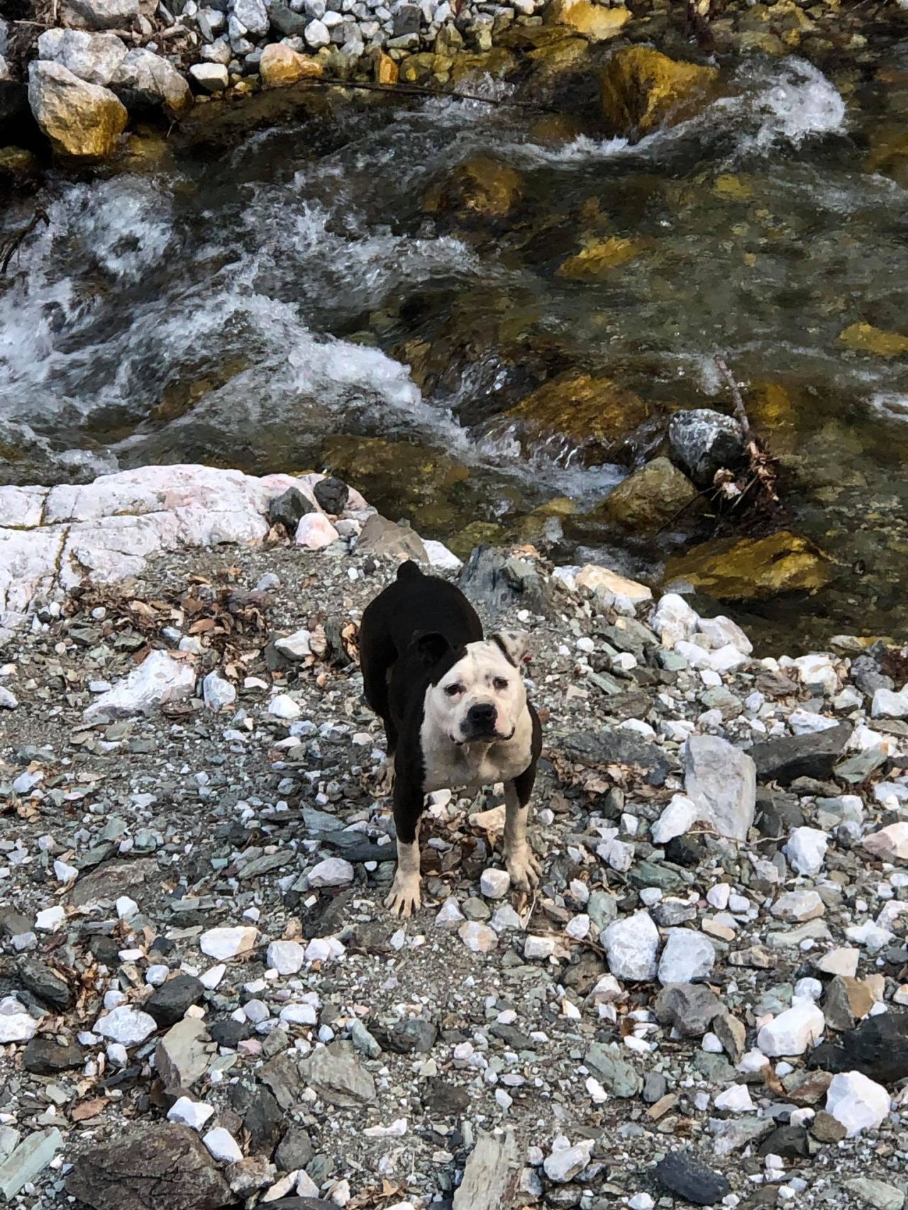 Photo of the dog