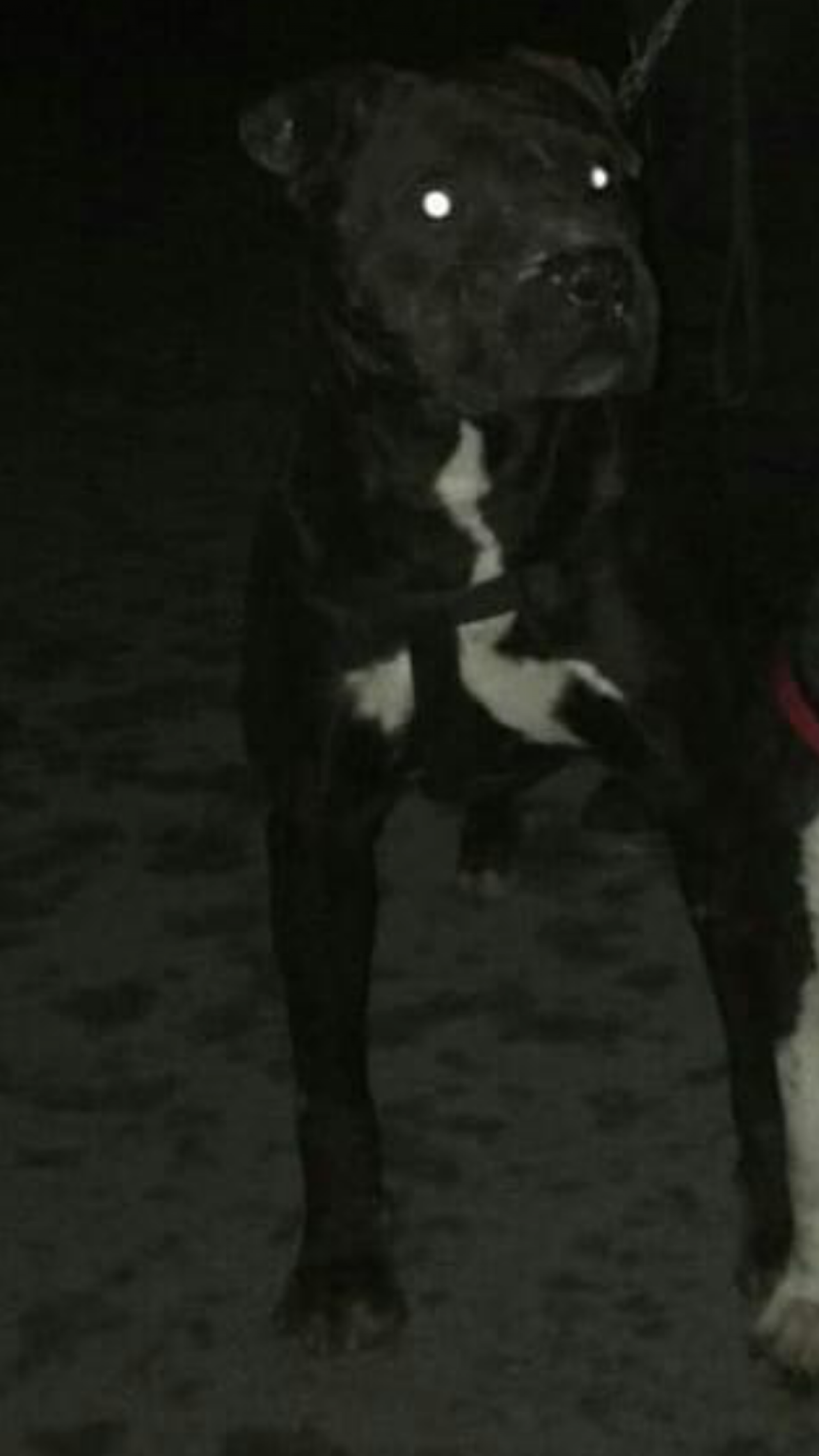 Photo of the dog