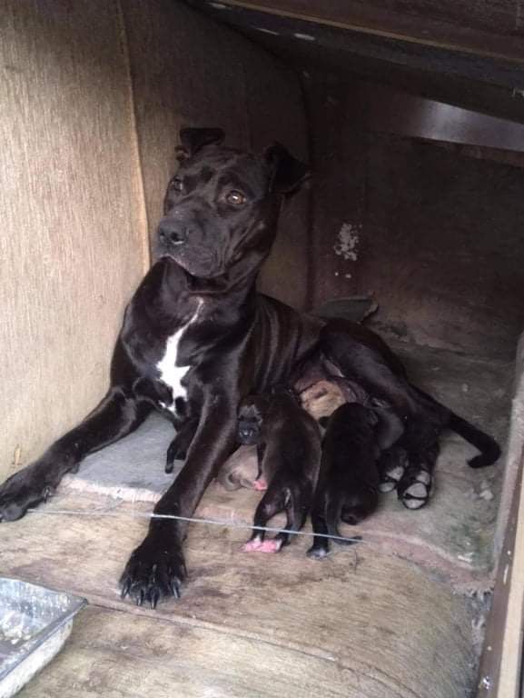 Photo of the dog