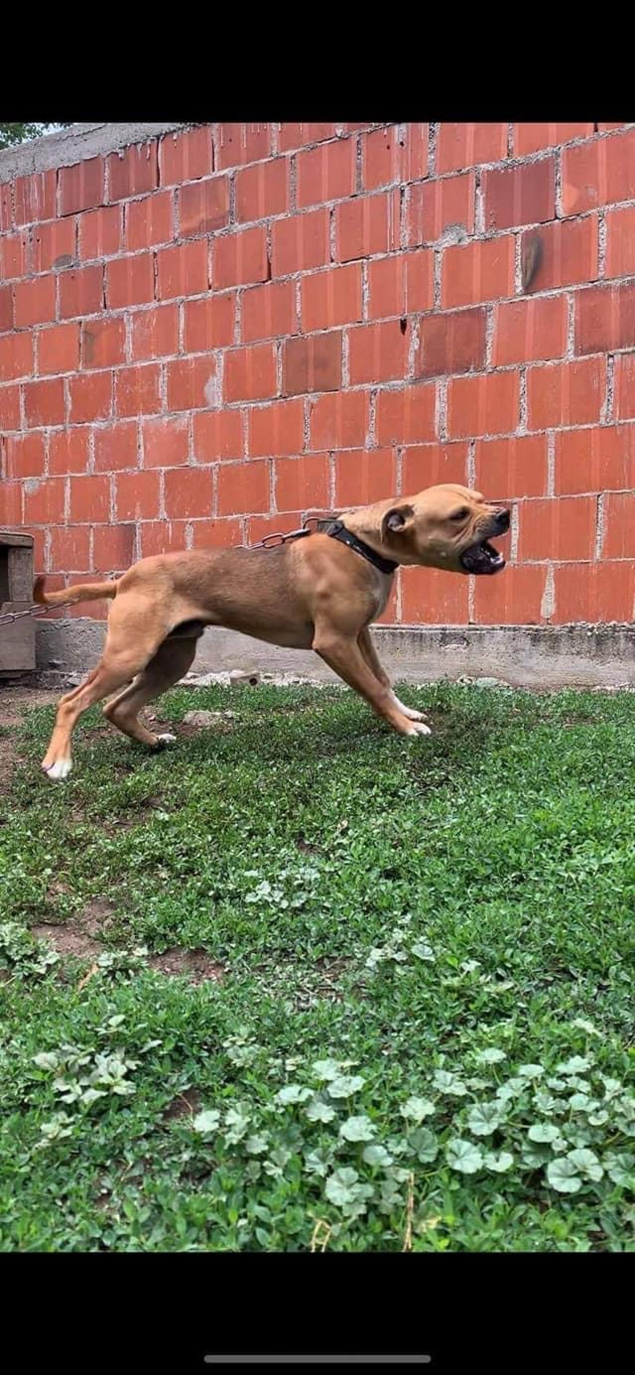 Photo of the dog