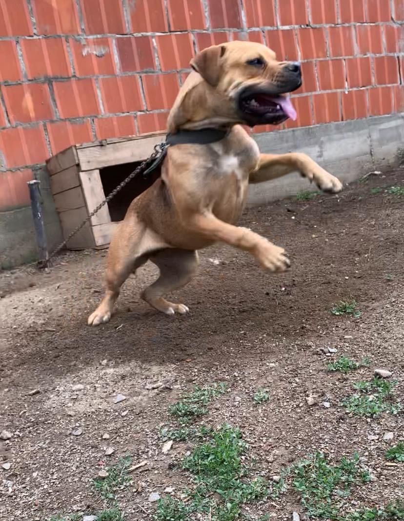 Photo of the dog