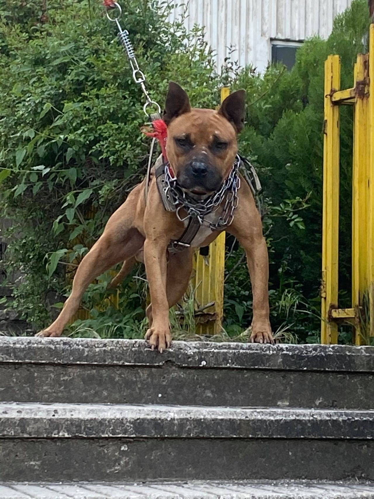 Photo of the dog
