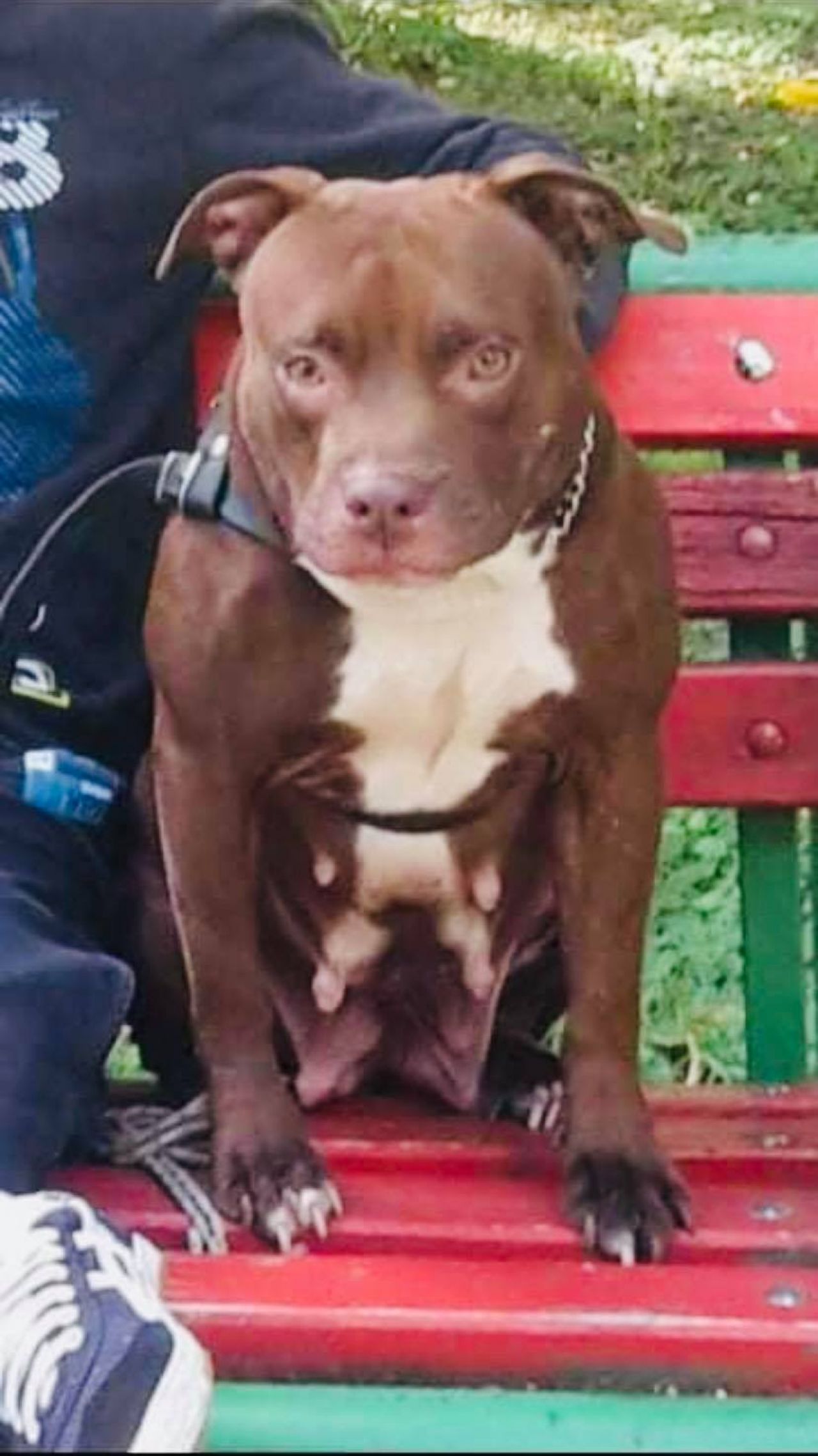 Photo of the dog