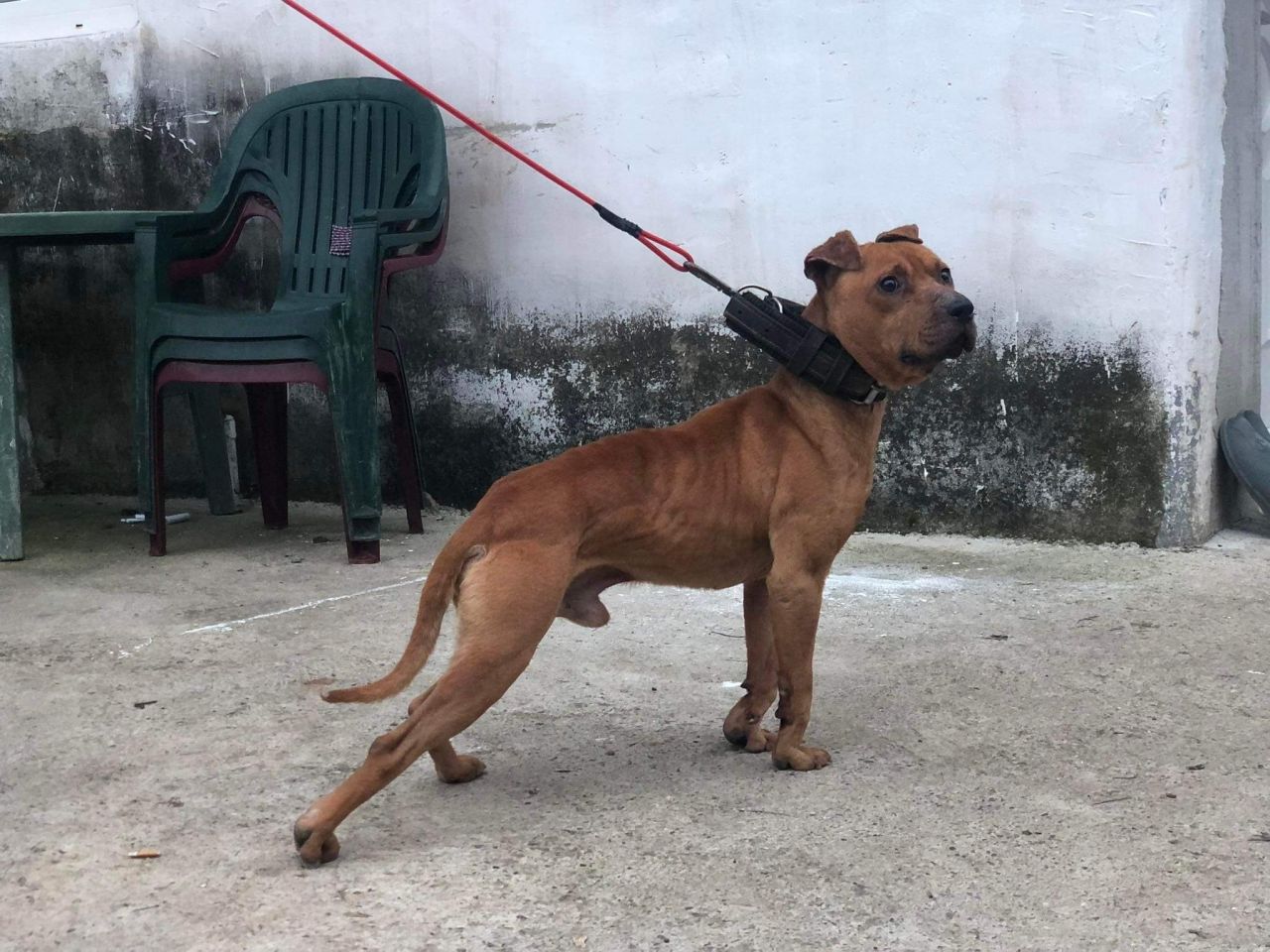 Photo of the dog
