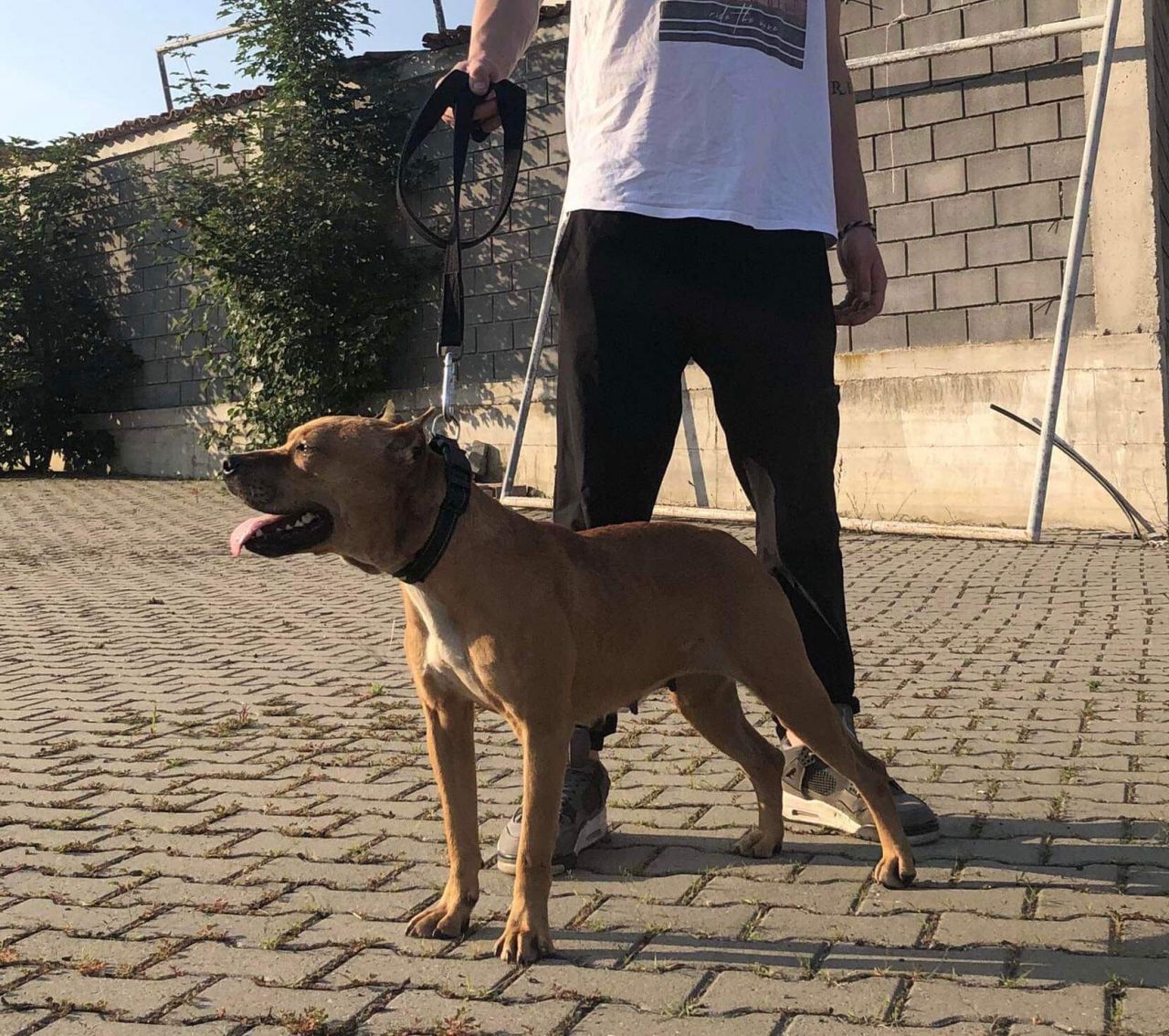 Photo of the dog