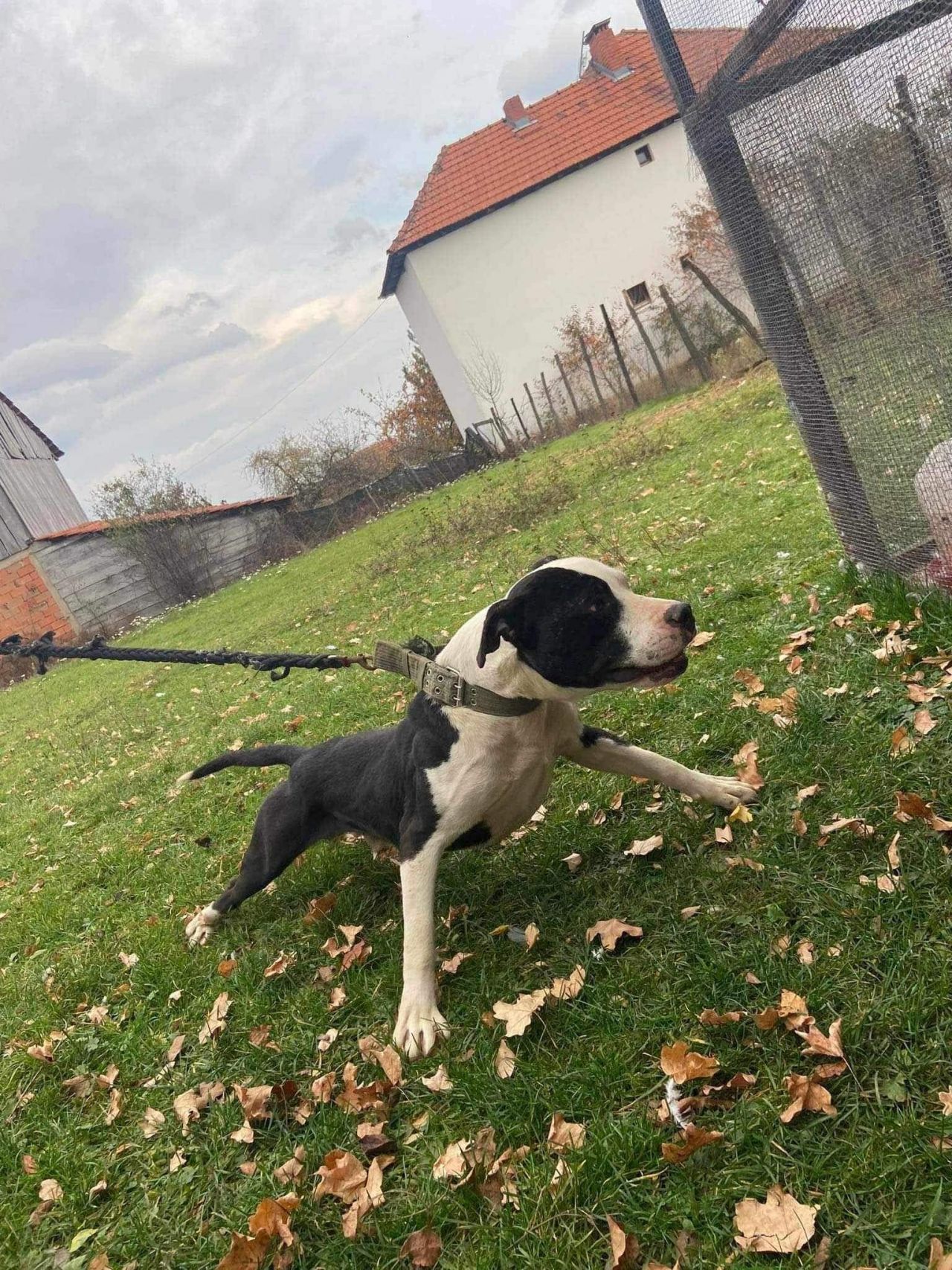 Photo of the dog