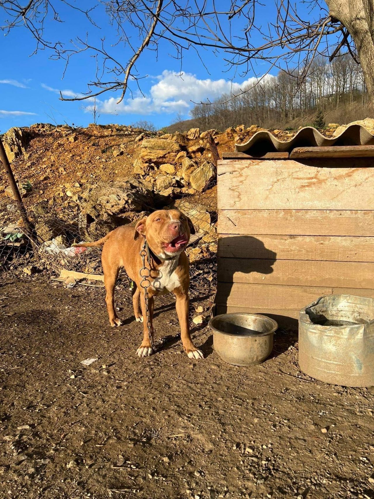 Photo of the dog