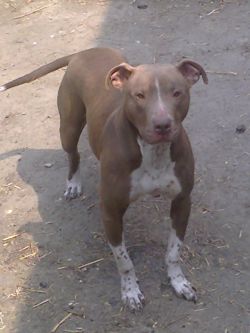 Photo of the dog