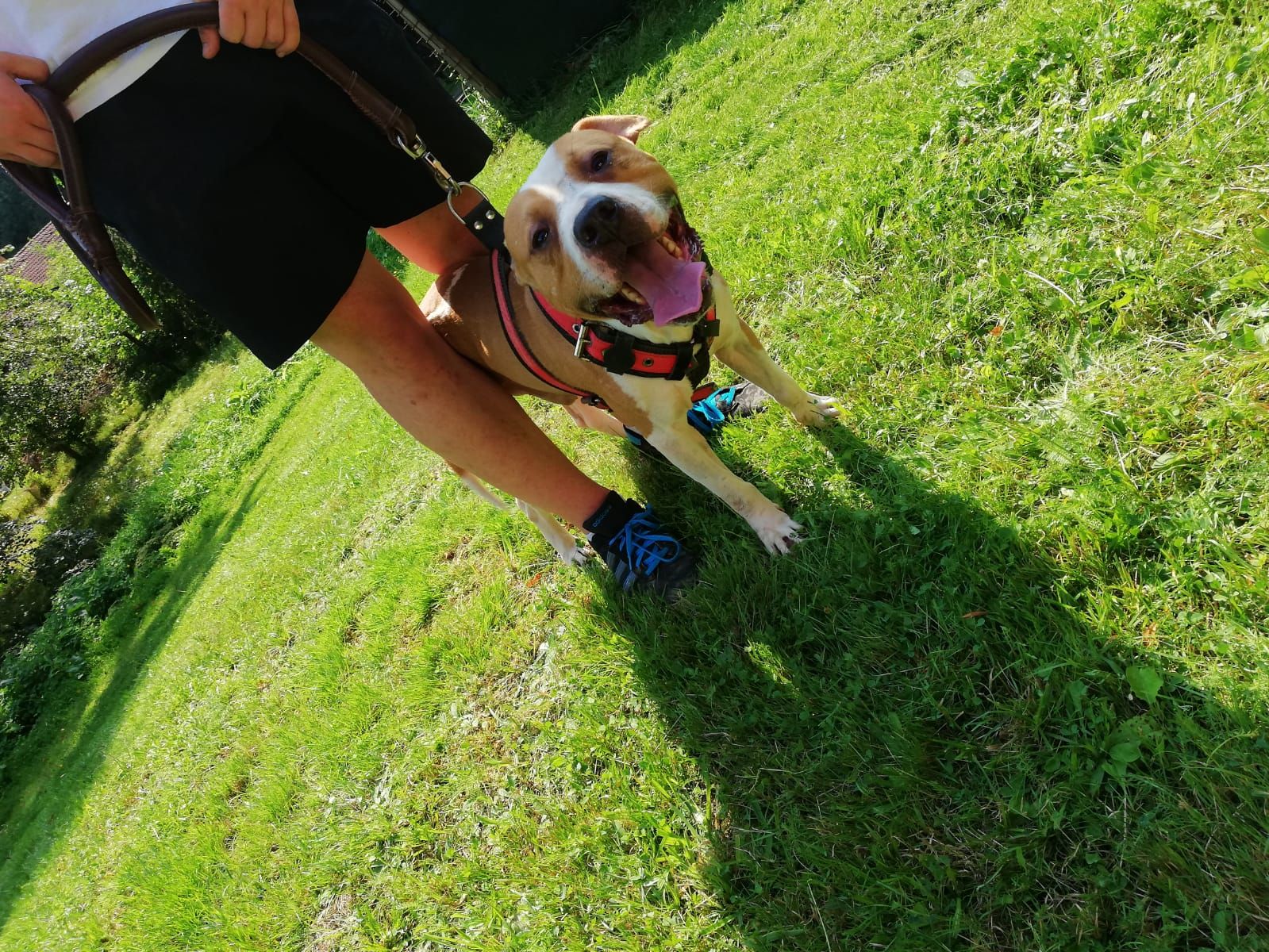 Photo of the dog