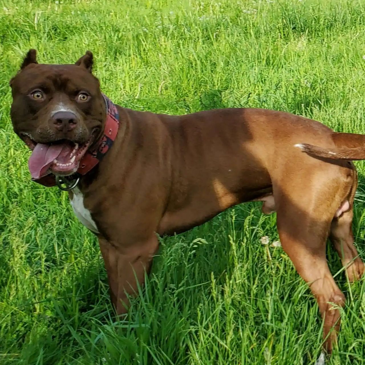 Photo of the dog