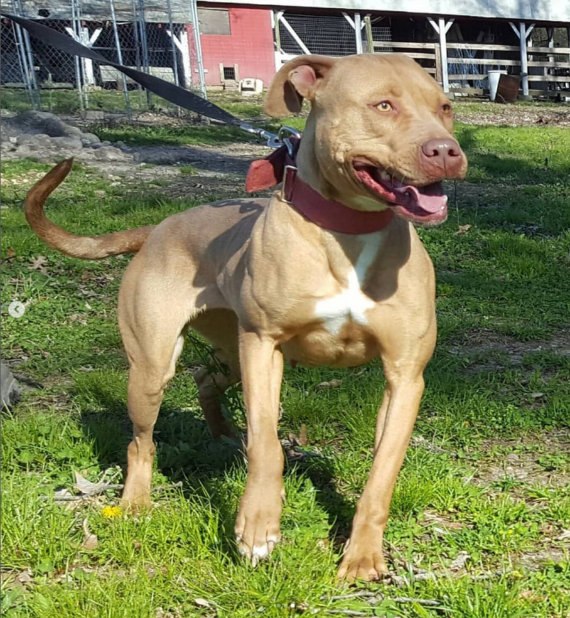 Photo of the dog