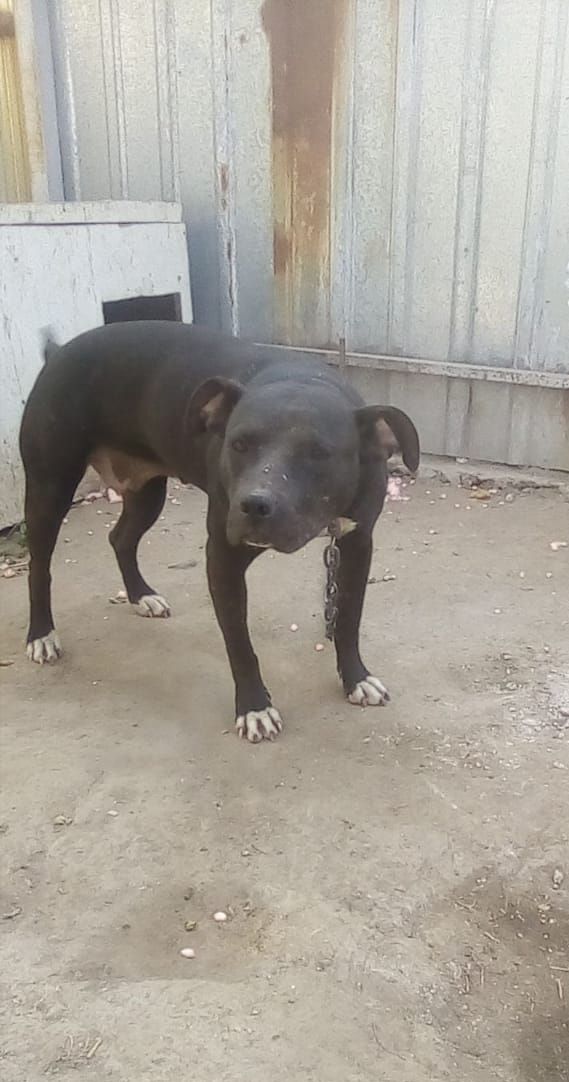 Photo of the dog