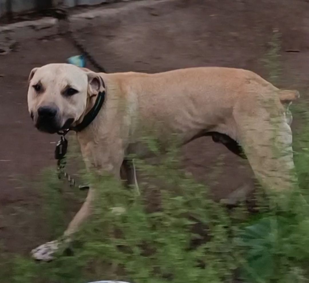 Photo of the dog