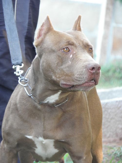Photo of the dog