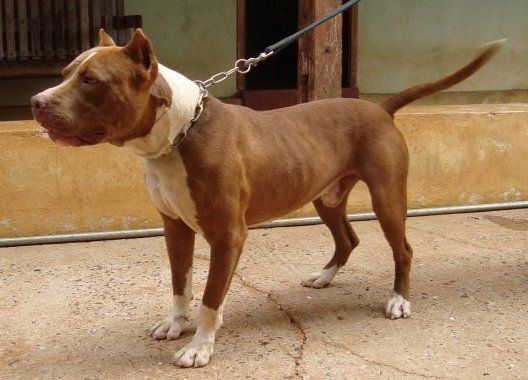 Photo of the dog