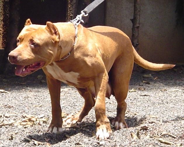 Photo of the dog