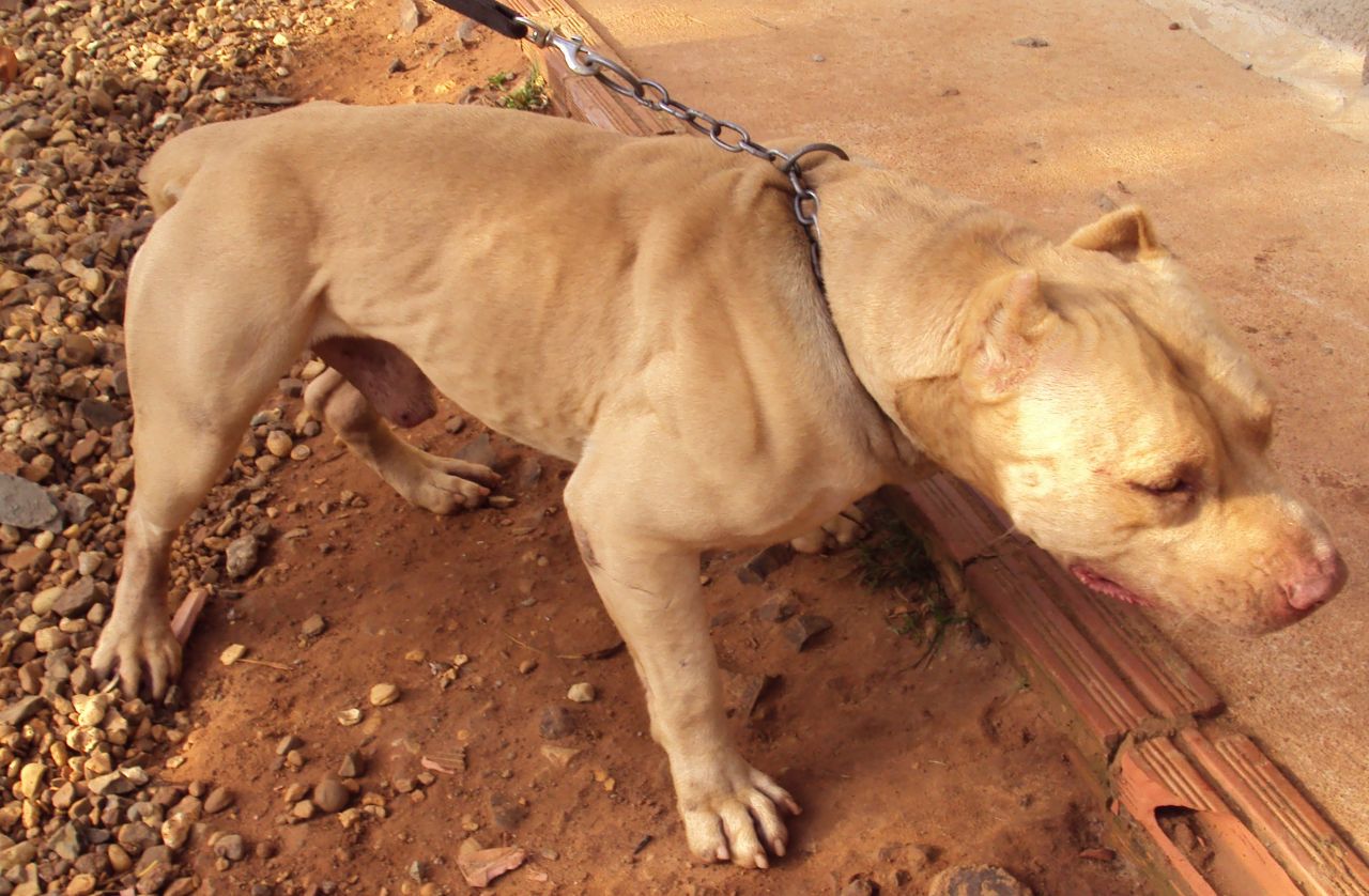 Photo of the dog