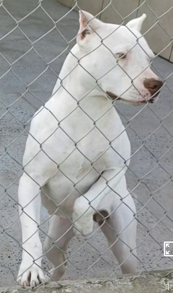 Photo of the dog