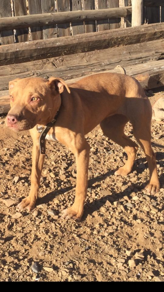 Photo of the dog