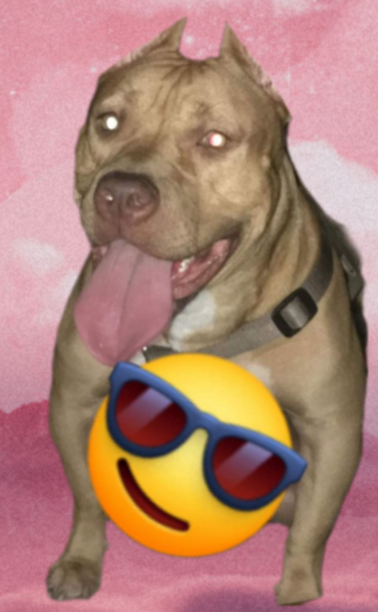Photo of the dog