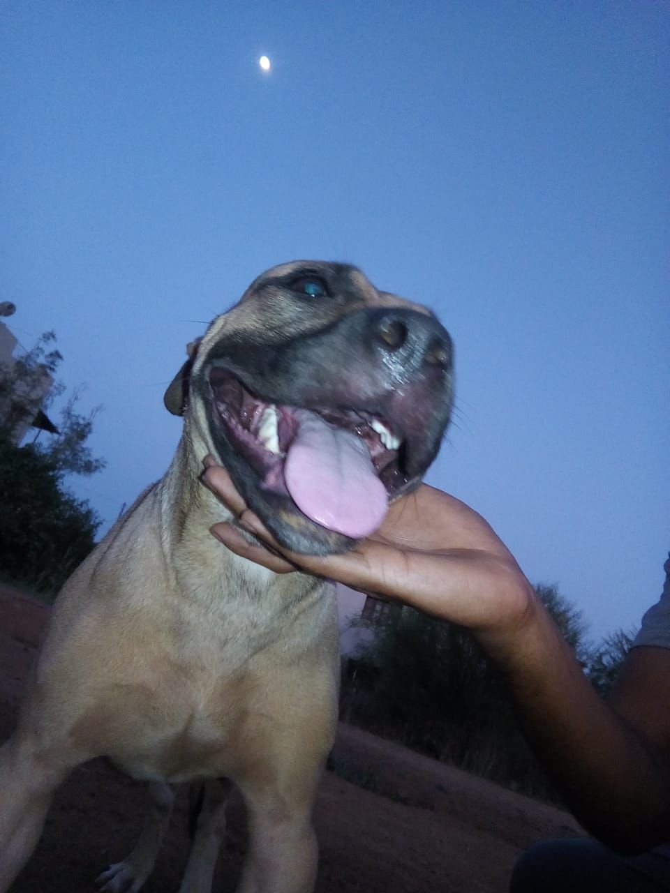 Photo of the dog