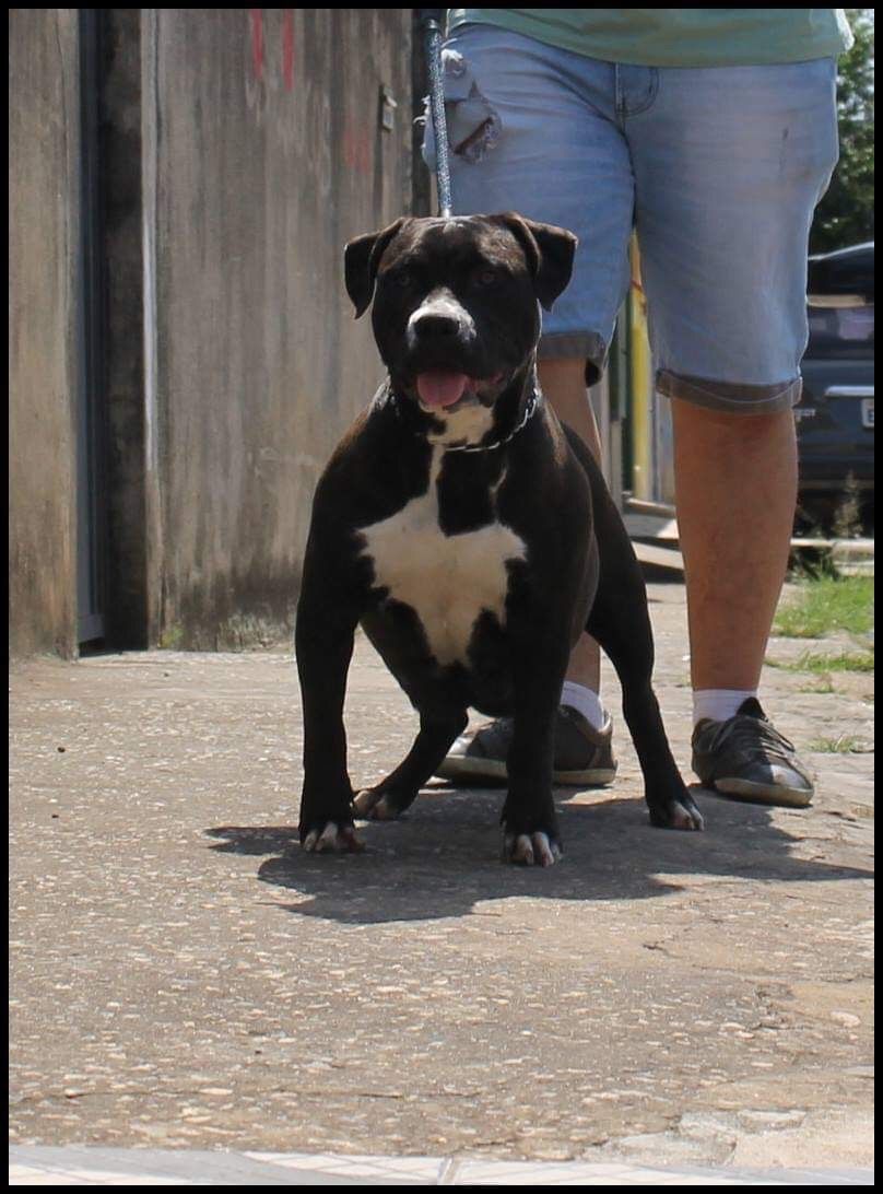 Photo of the dog