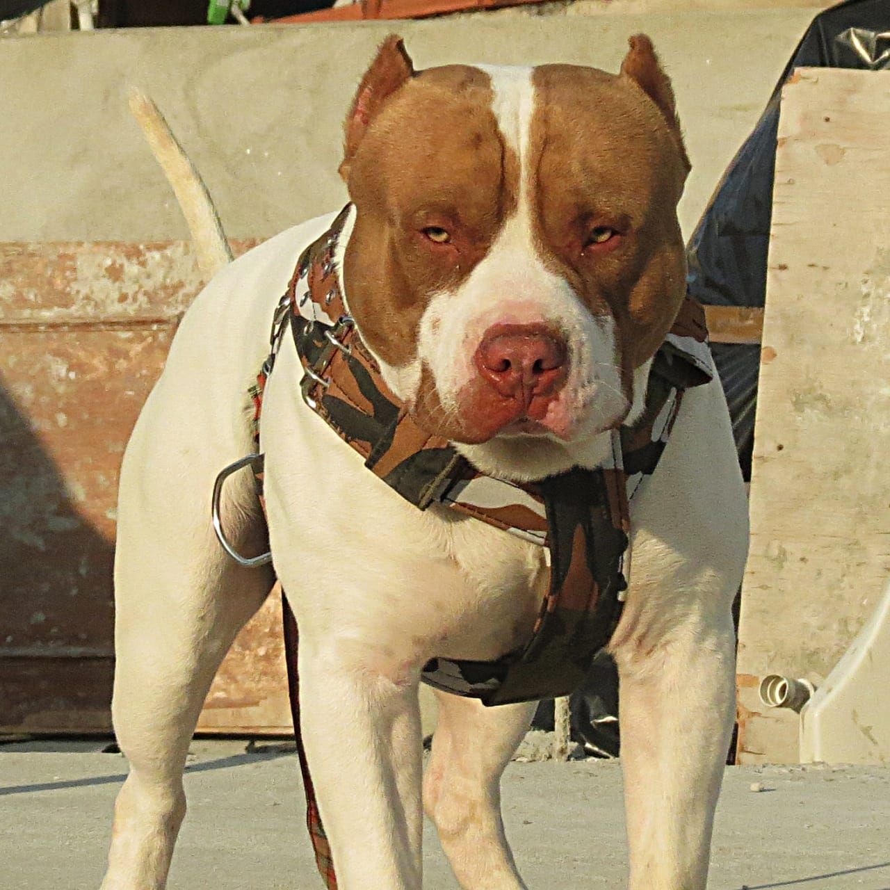 Photo of the dog