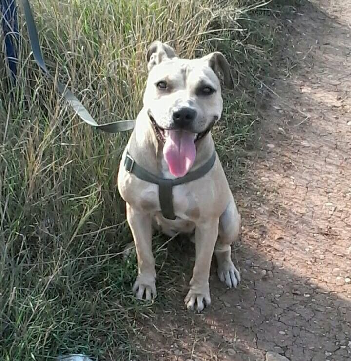 Photo of the dog