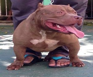 Photo of the dog