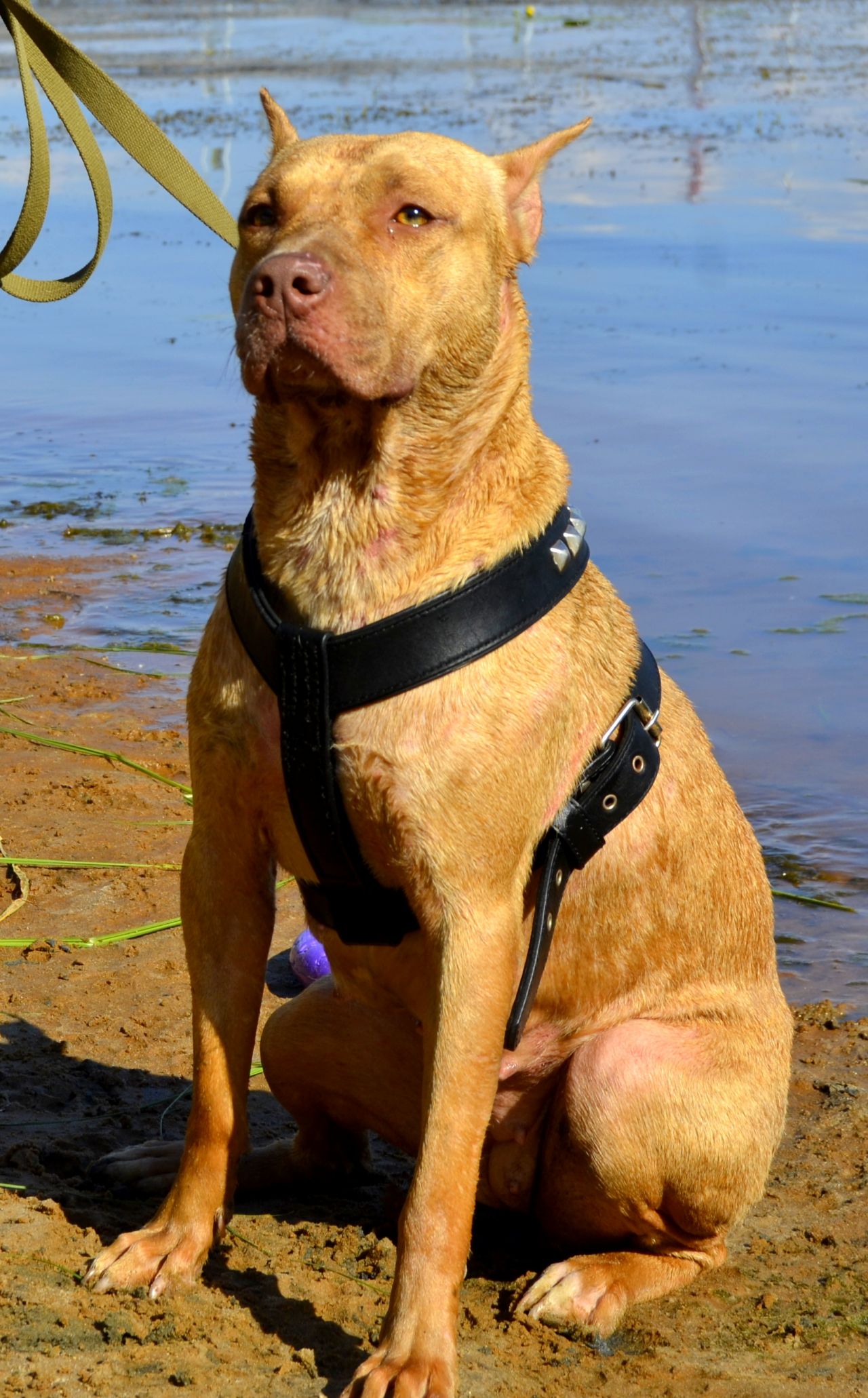 Photo of the dog