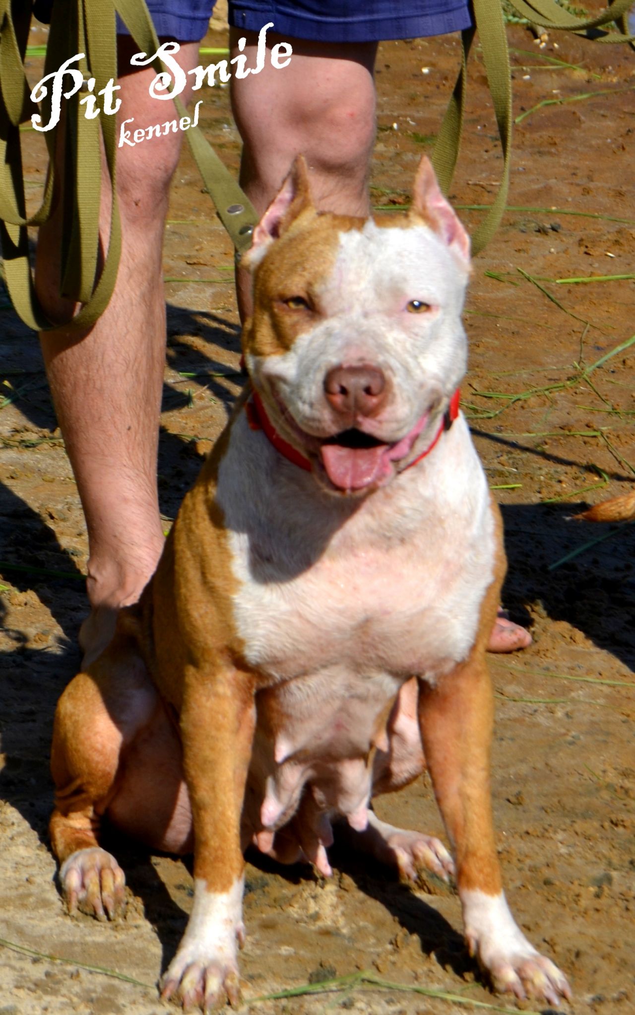 Photo of the dog