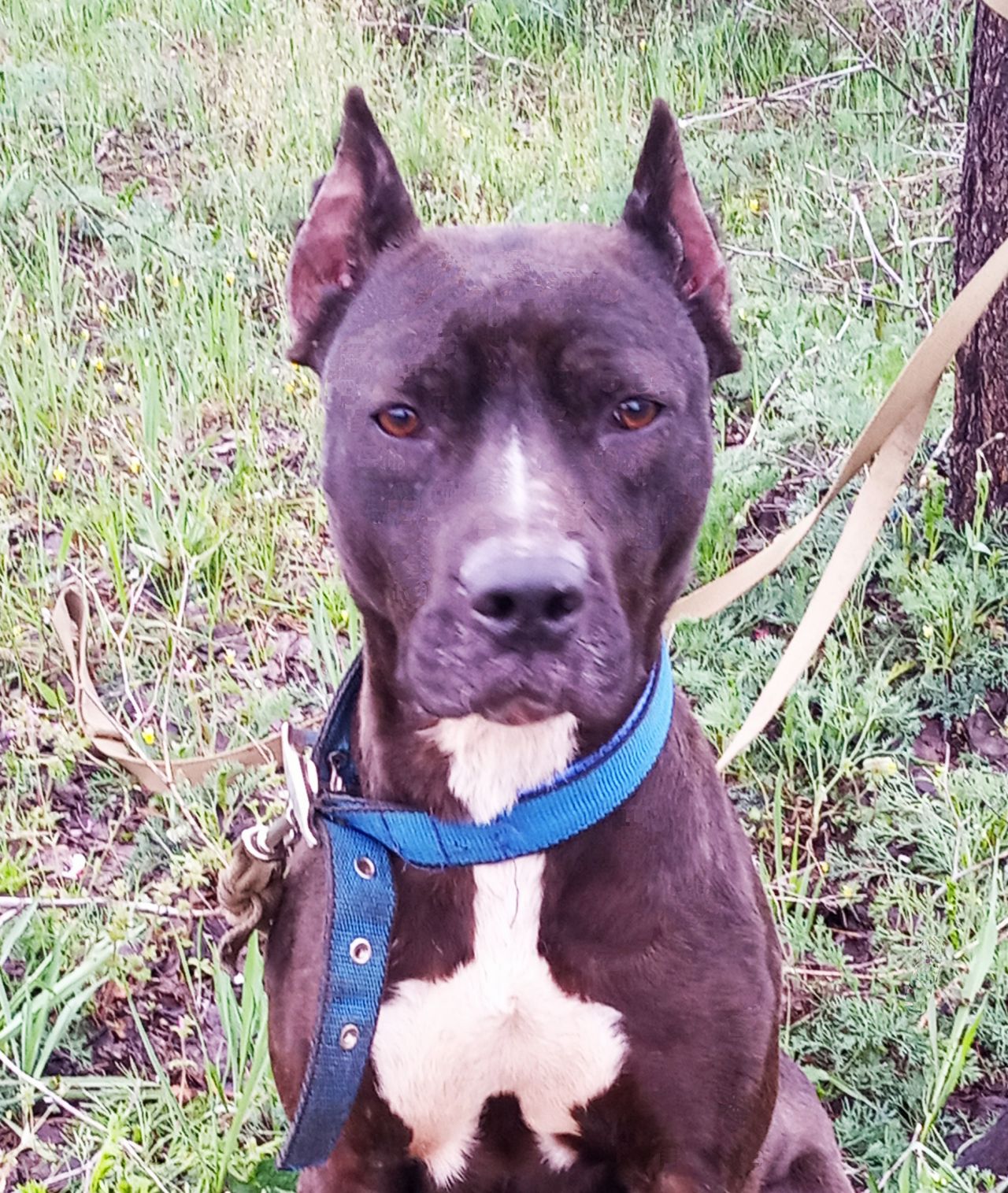 Photo of the dog