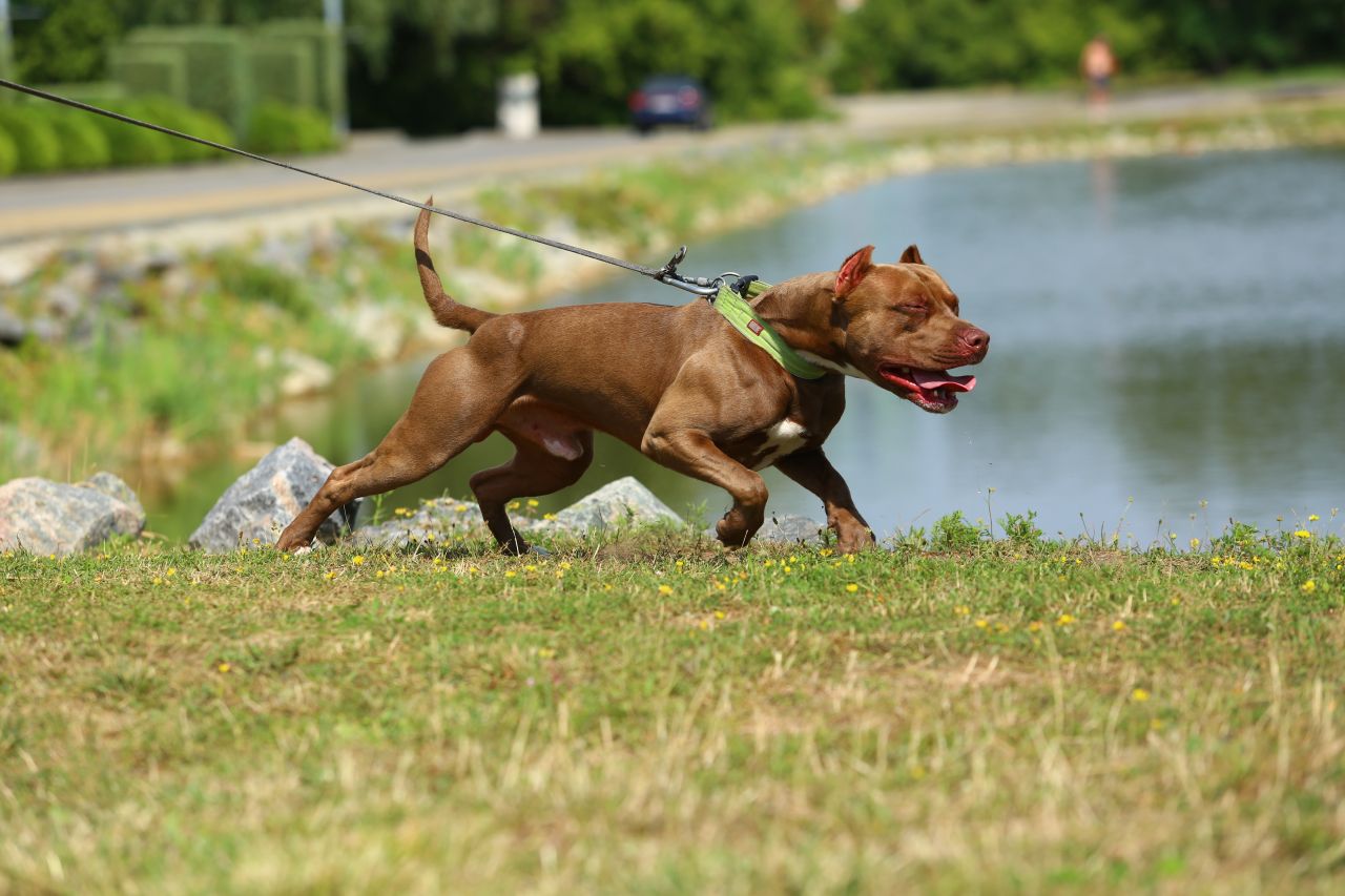 Photo of the dog