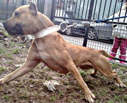 Photo of the dog
