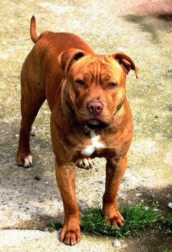 Photo of the dog