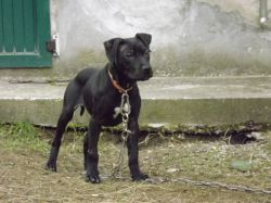 Photo of the dog