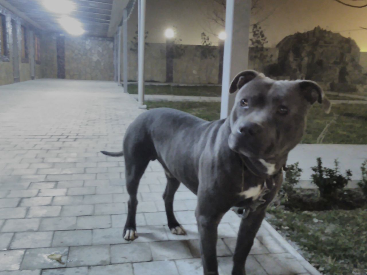 Photo of the dog