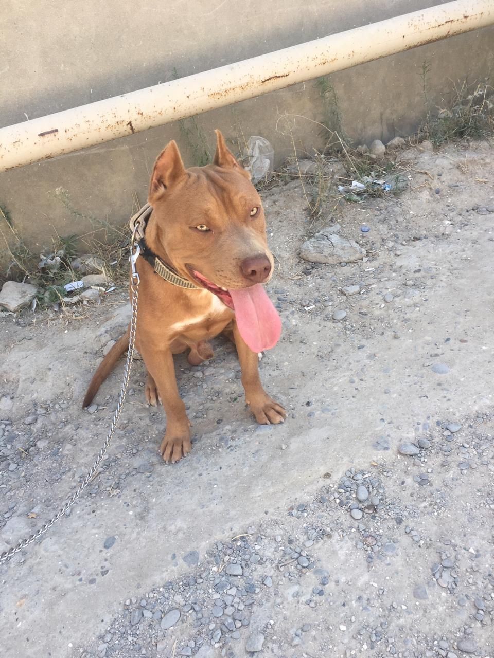 Photo of the dog