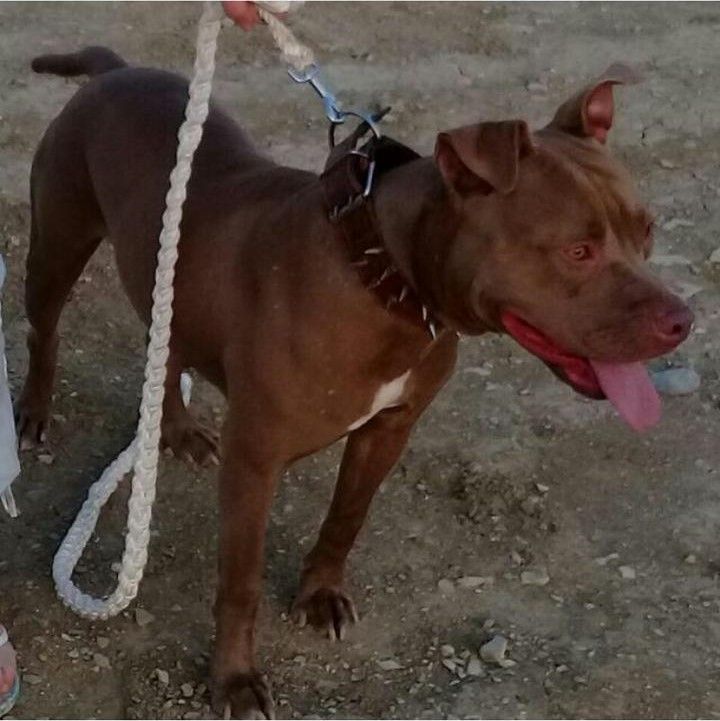 Photo of the dog