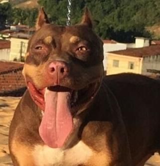 Photo of the dog