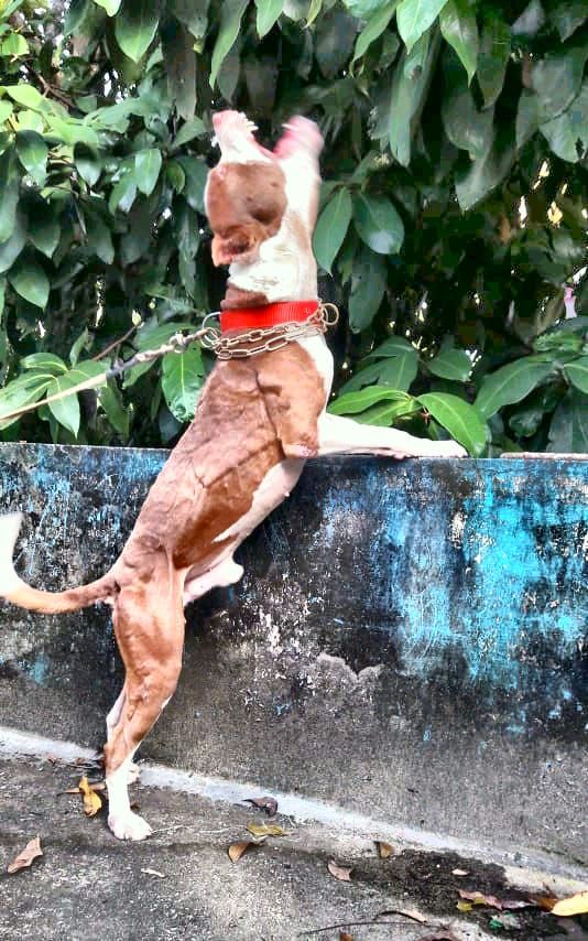 Photo of the dog
