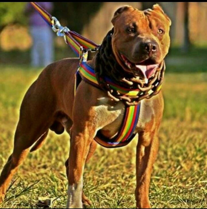 Photo of the dog