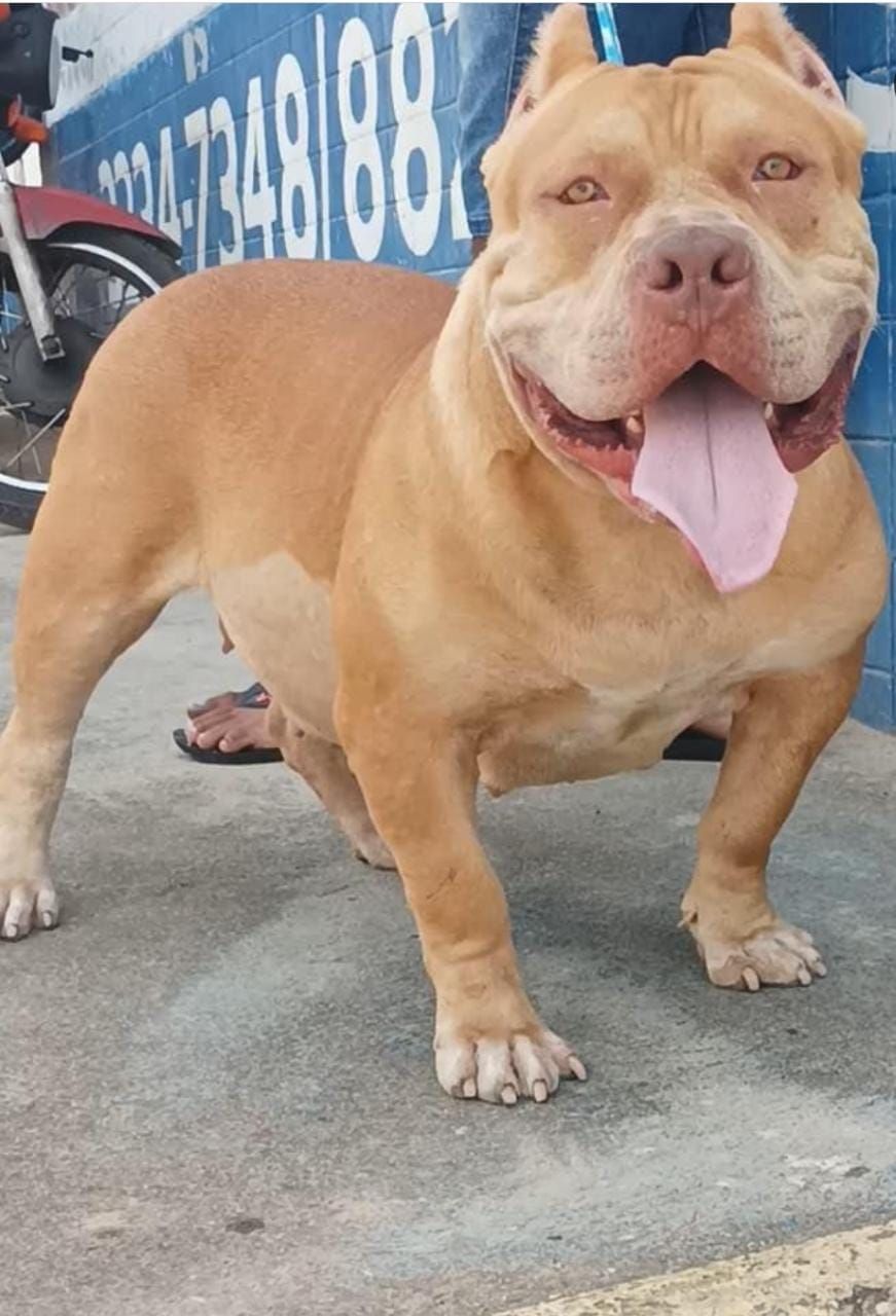 Photo of the dog