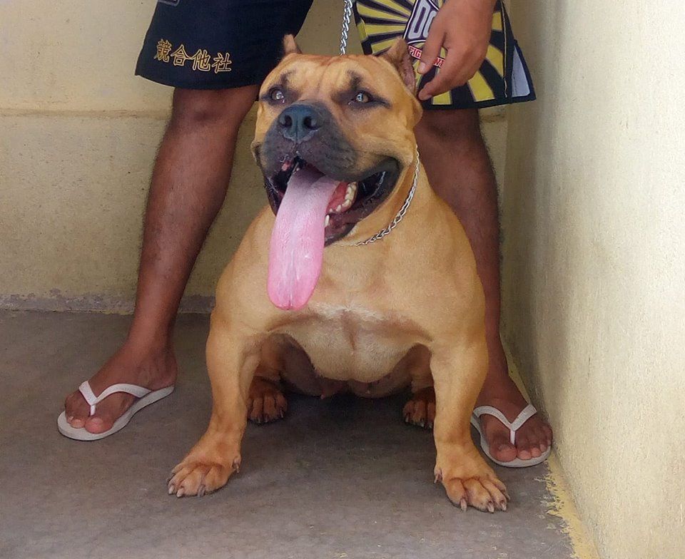 Photo of the dog
